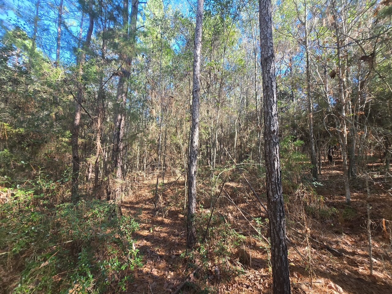 Tbd Private Road 5020 Property Photo 6