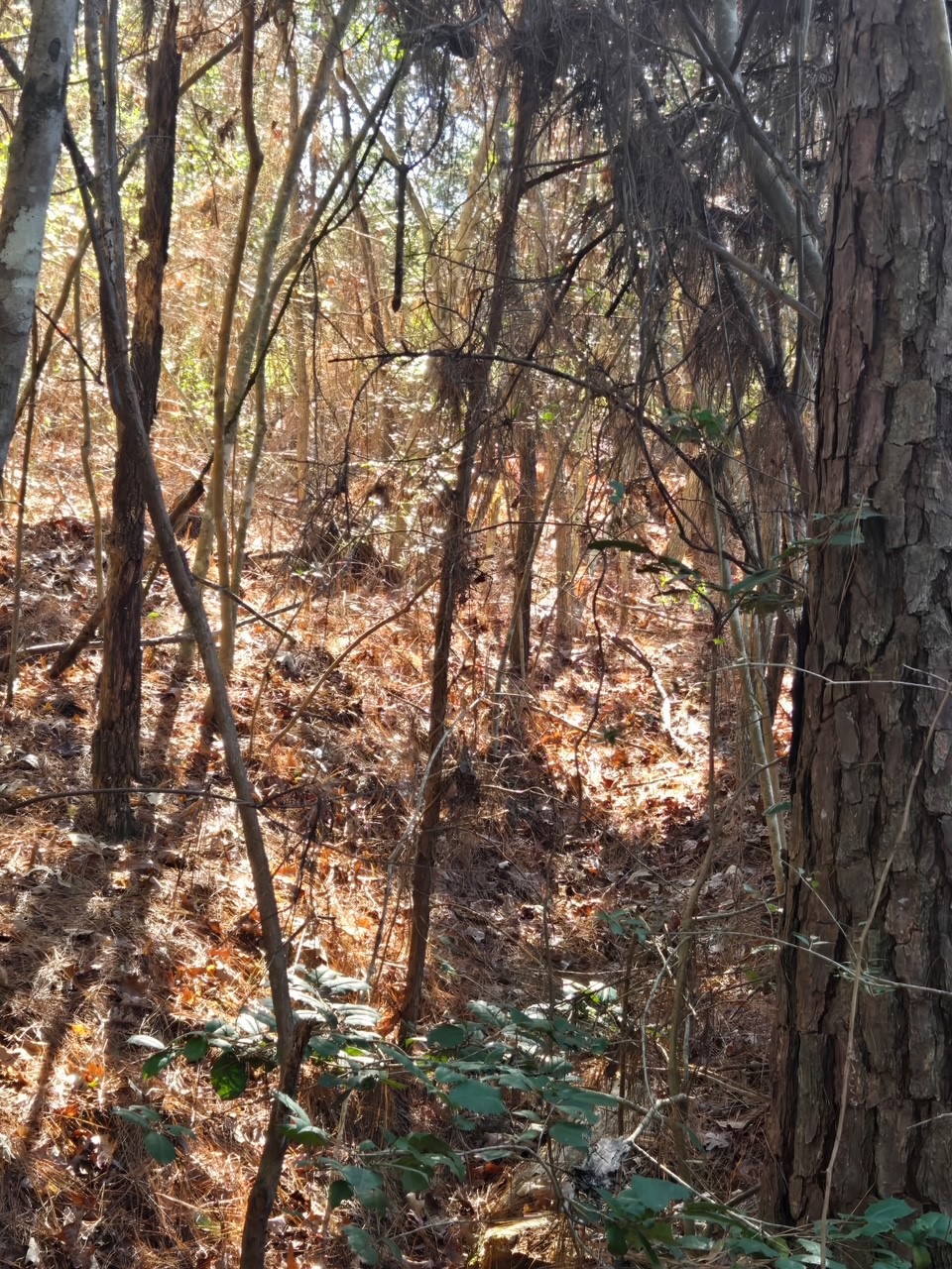 Tbd Private Road 5020 Property Photo 7