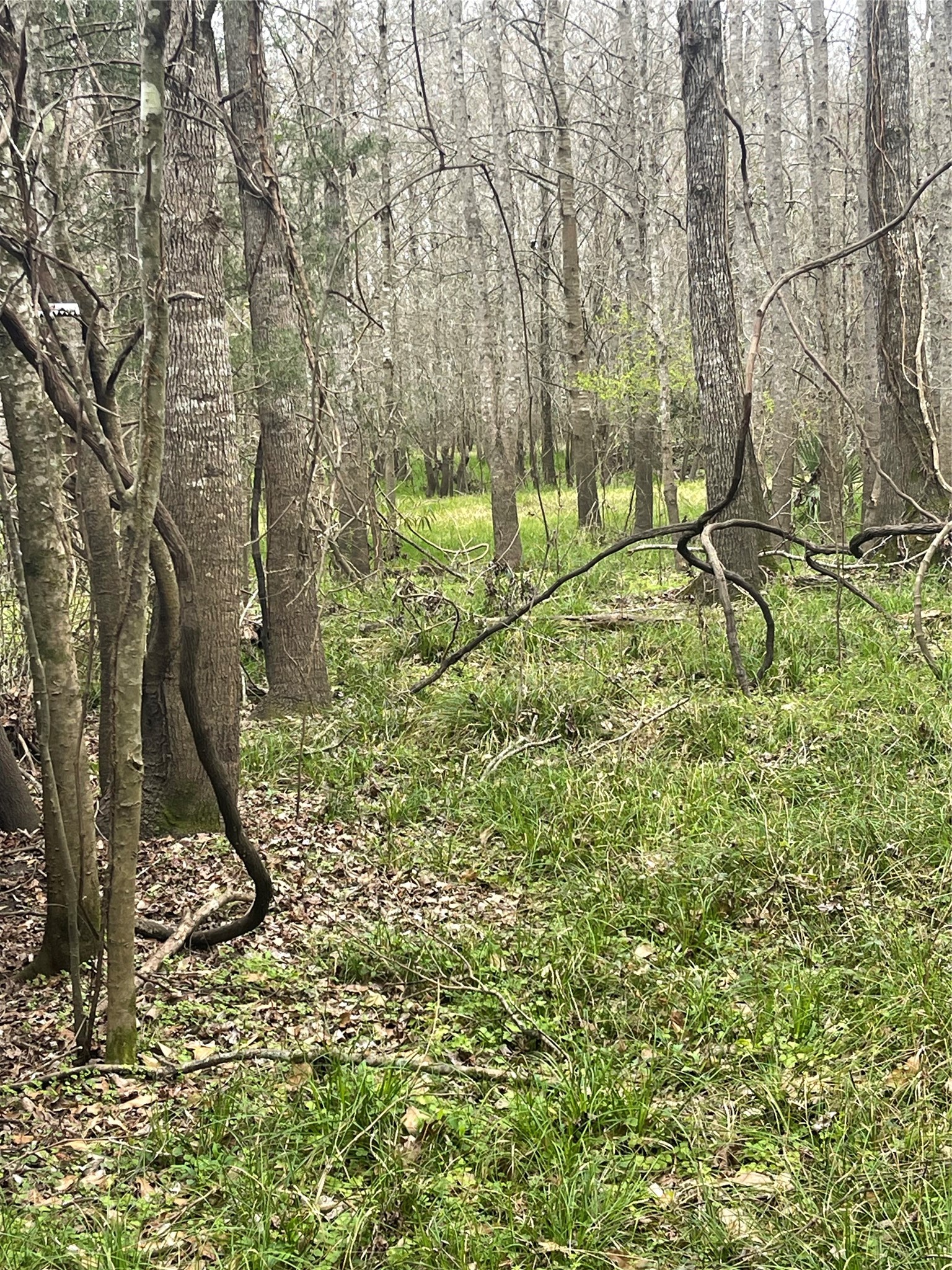 Tbd County Road 2505 Property Photo 2