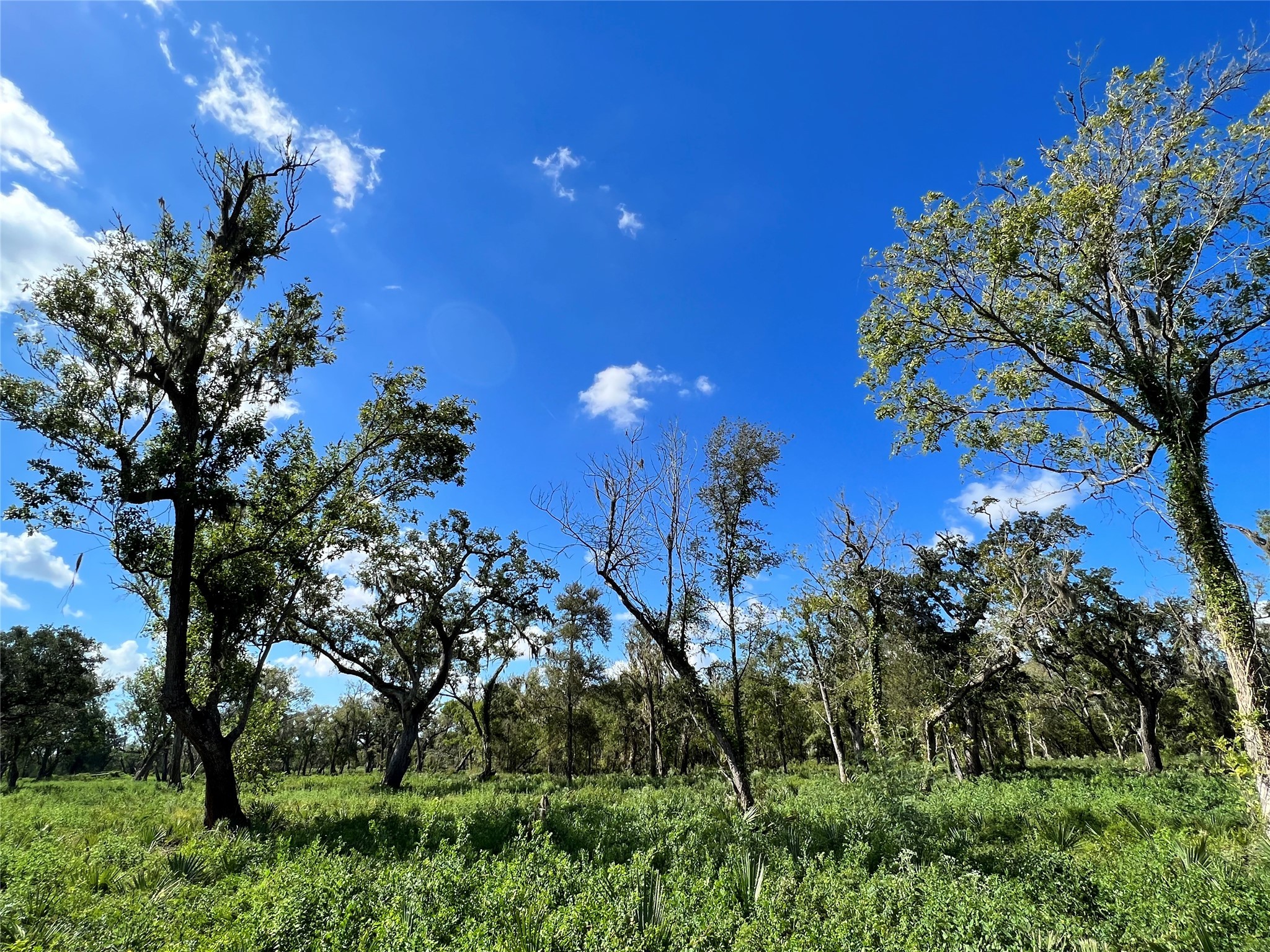 Lot 2 County Road 506 Property Photo