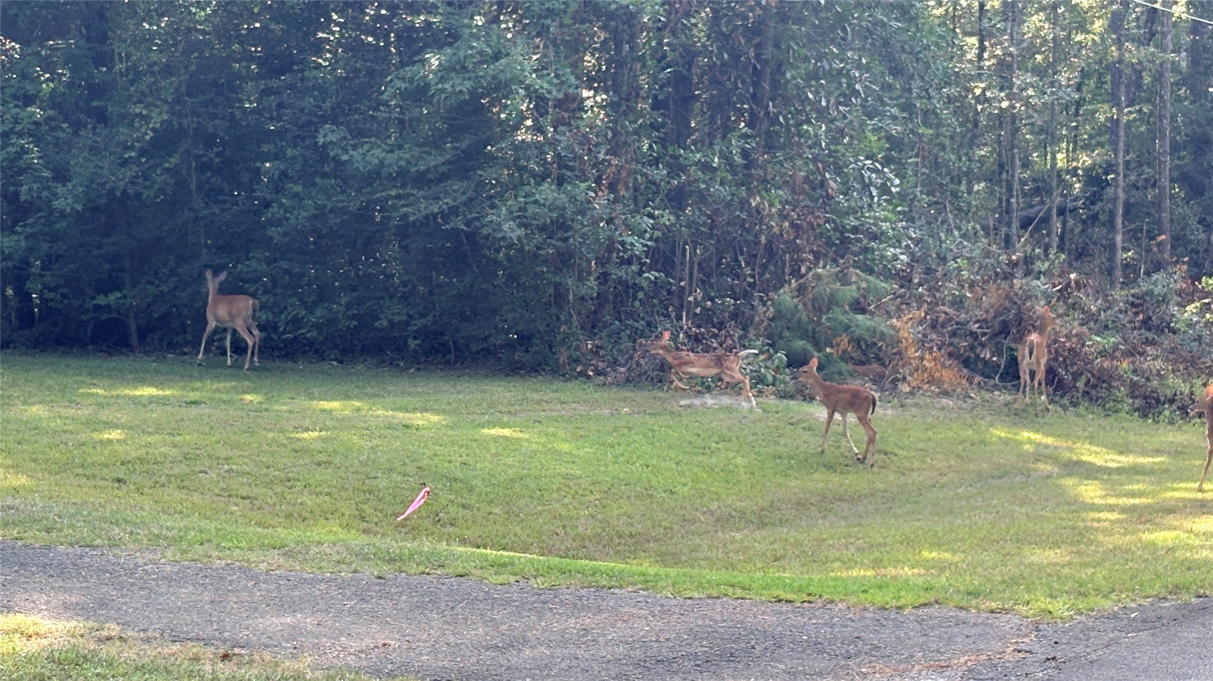 Lot 11 Hackberry Drive Property Photo 1