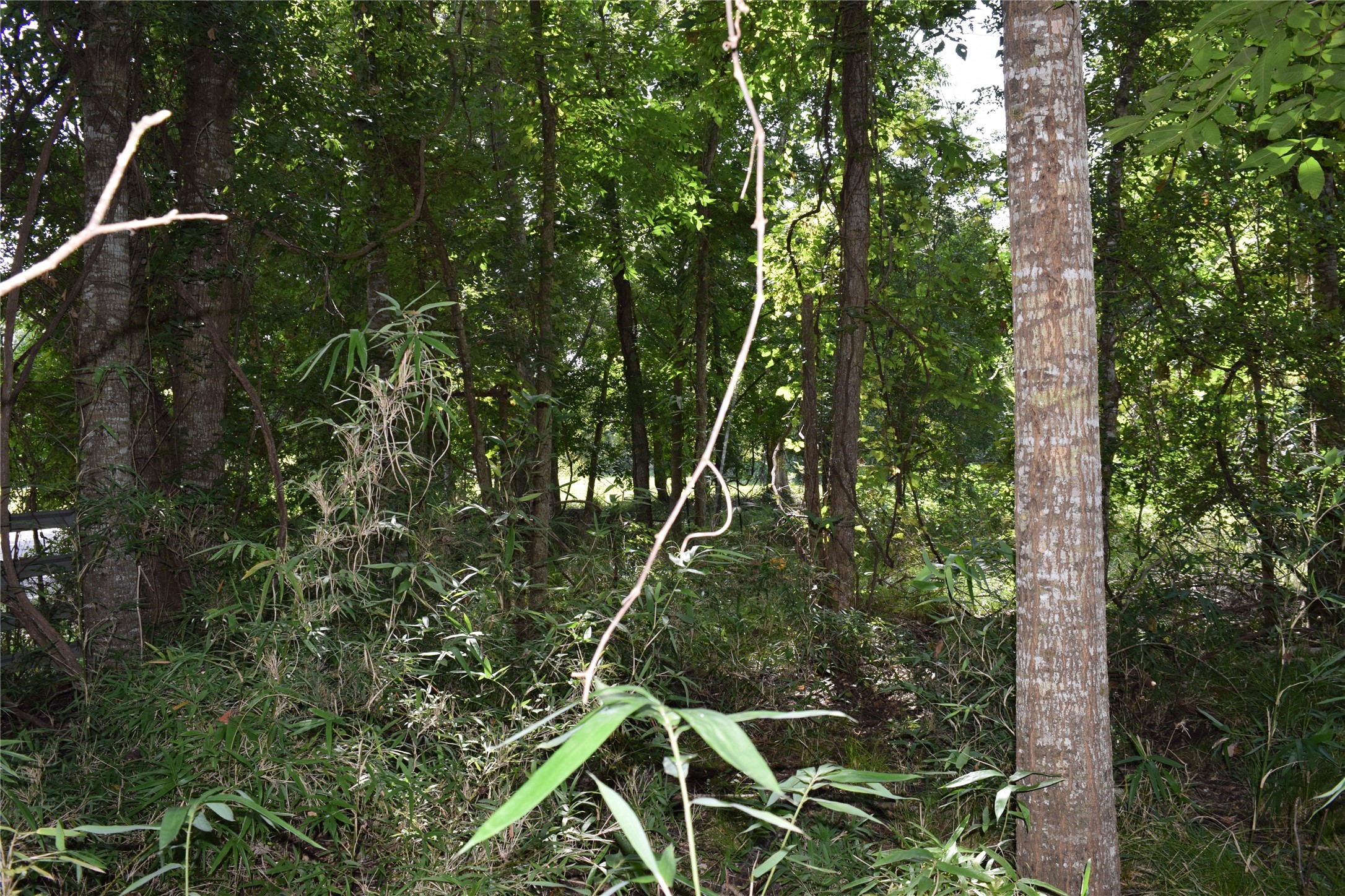 0 Colony Drive Property Photo 16