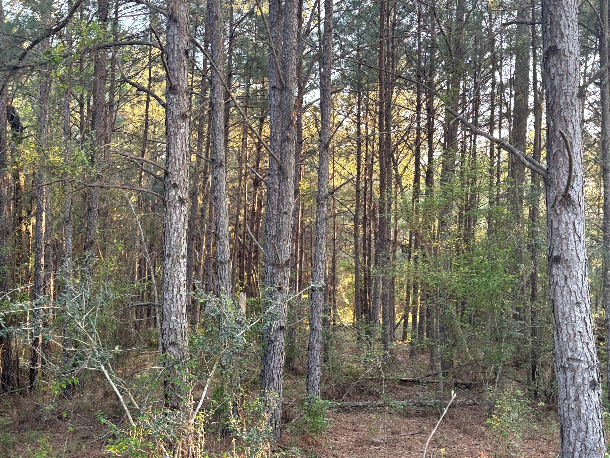 Tbd Cr4120 Property Photo 18