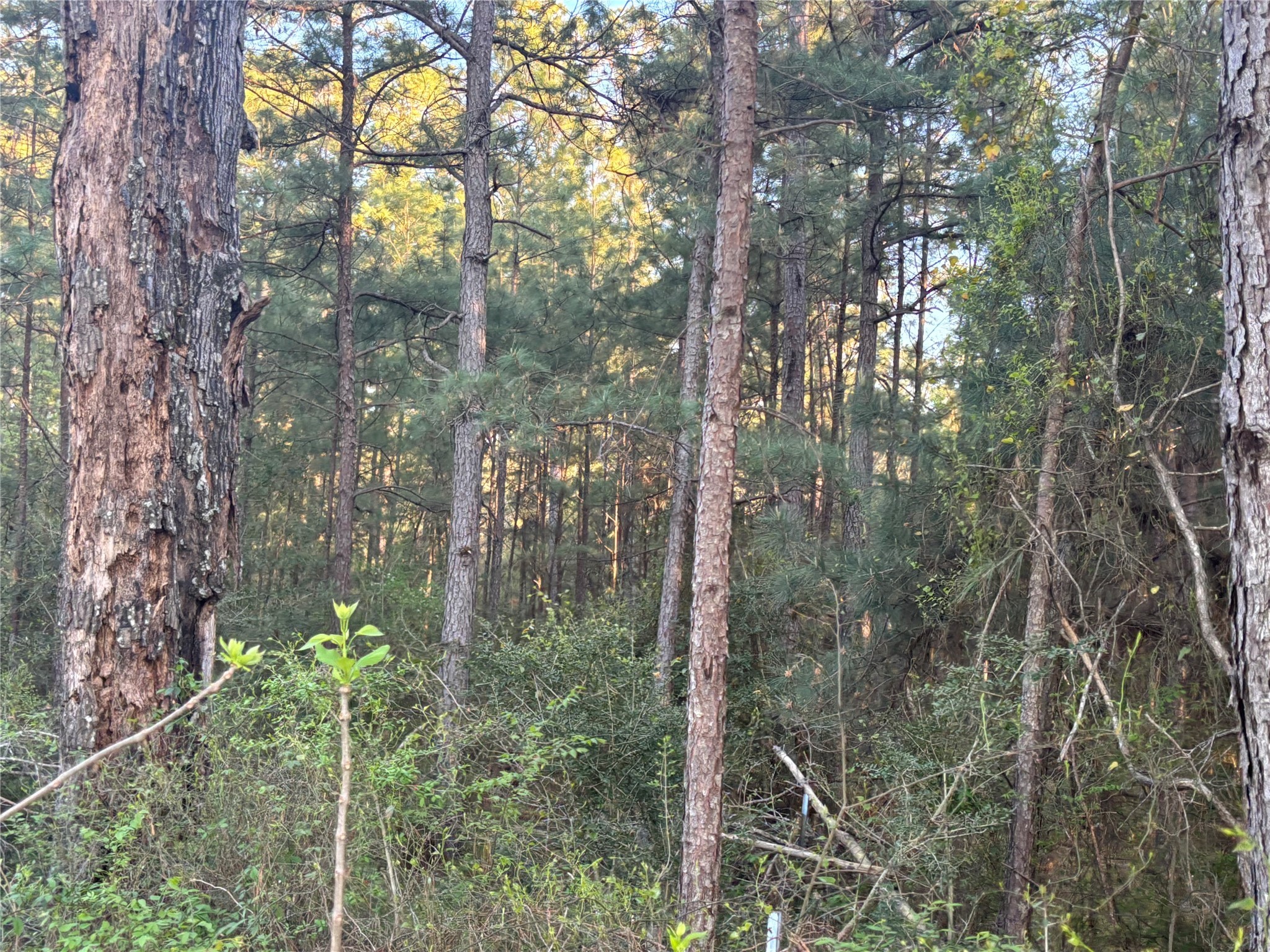 Tbd Cr4120 Property Photo 19