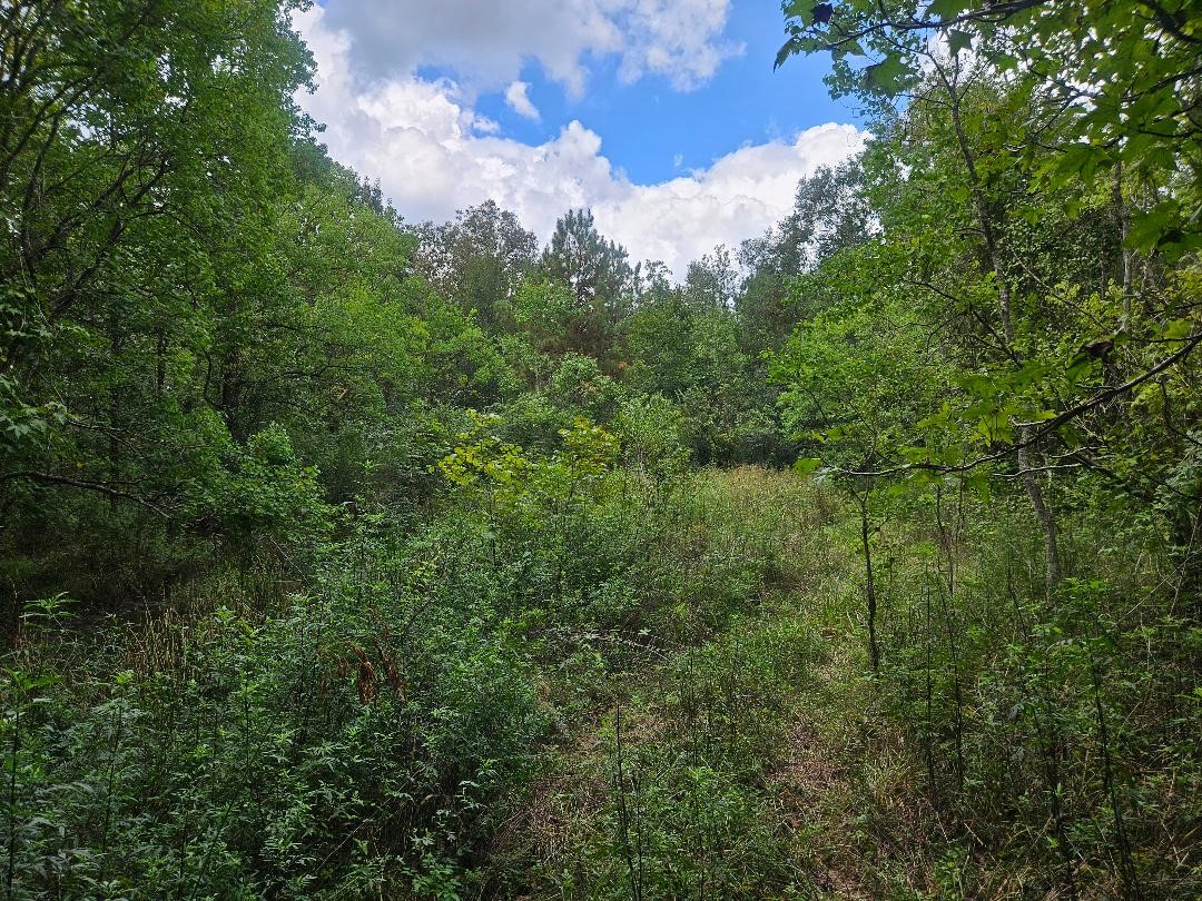 0 Monday Hargrove Rd Property Photo 6