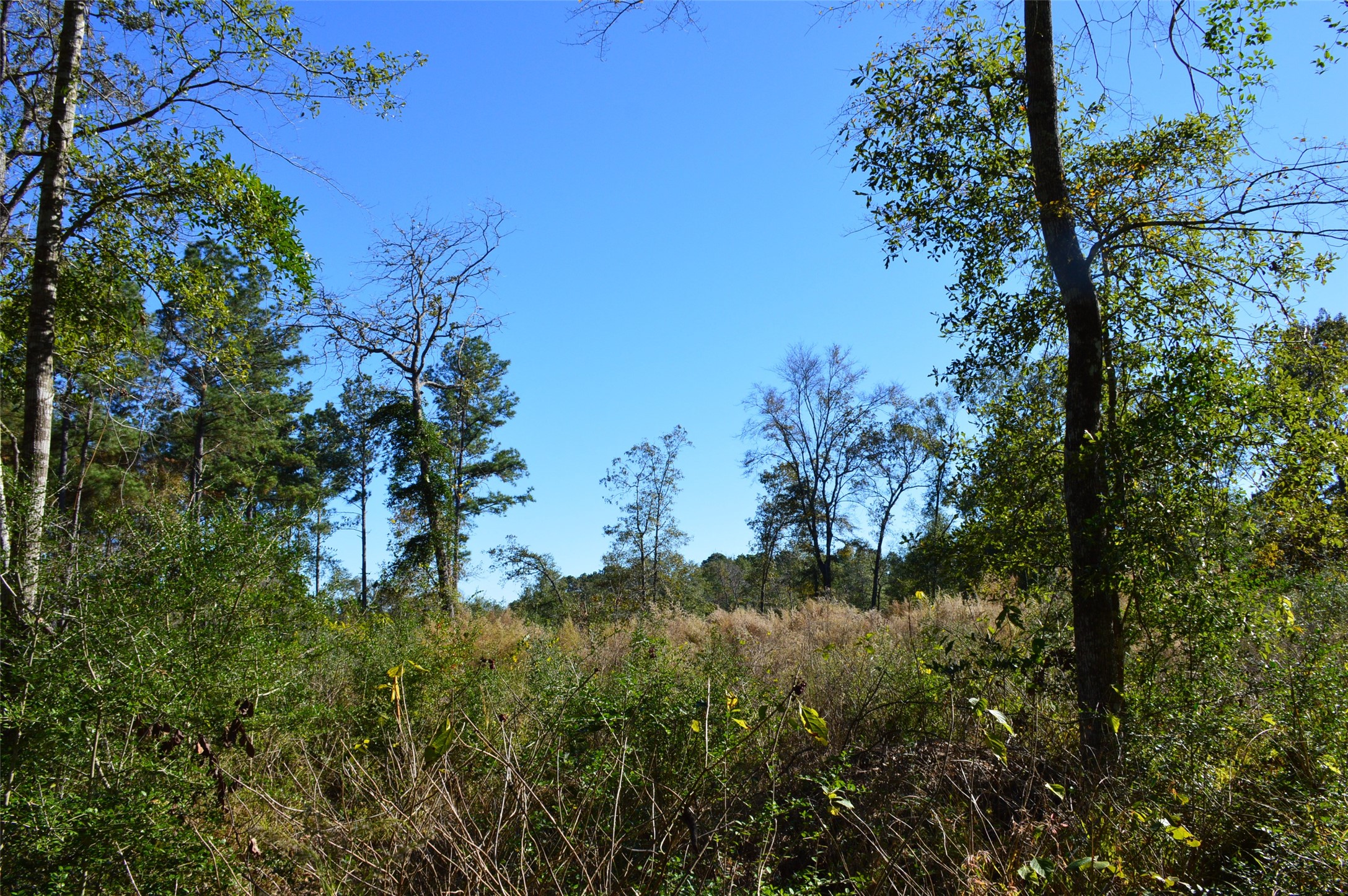 Tract #3 County Road 302 Property Photo 7