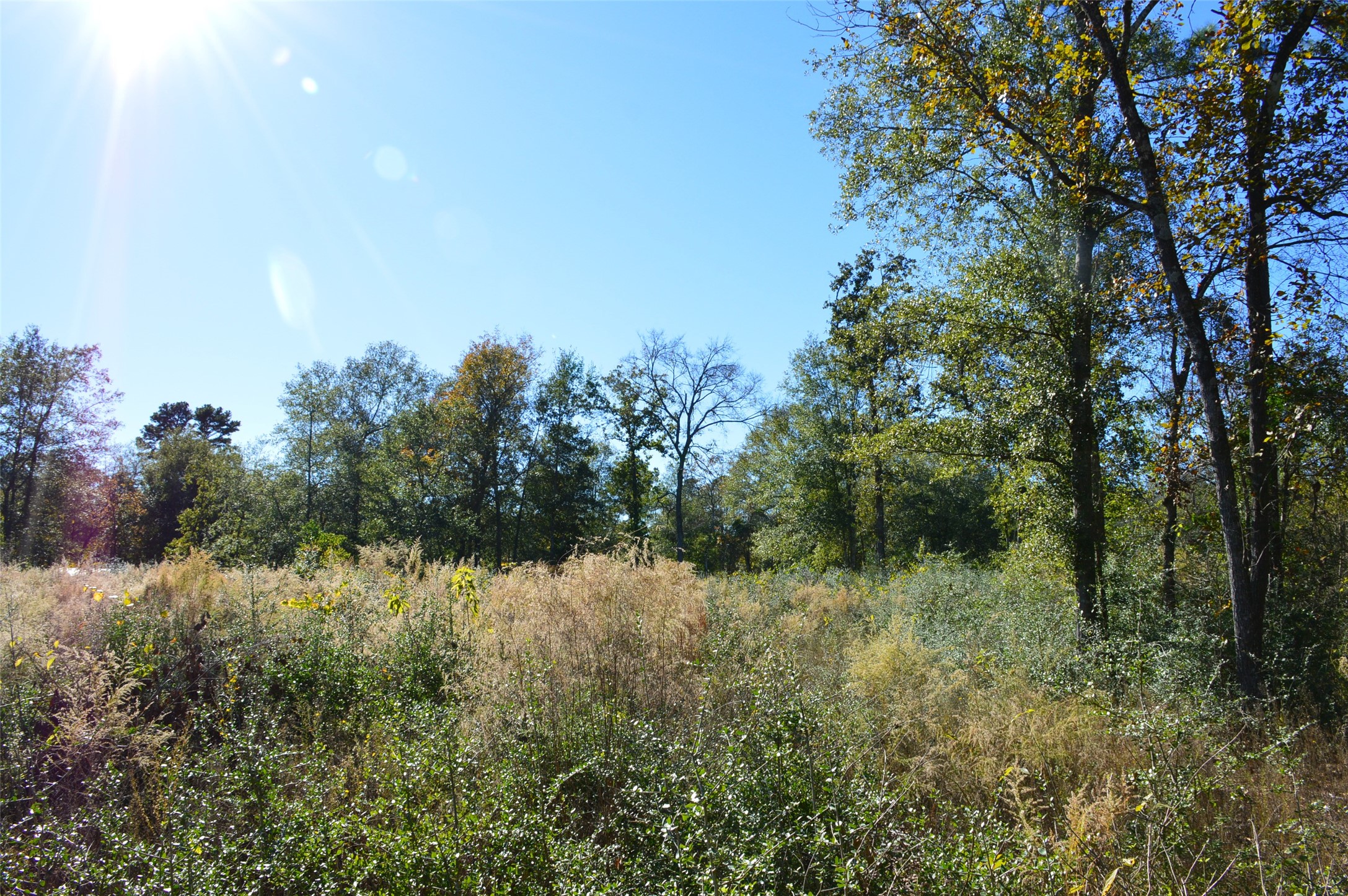Tract #3 County Road 302 Property Photo 8