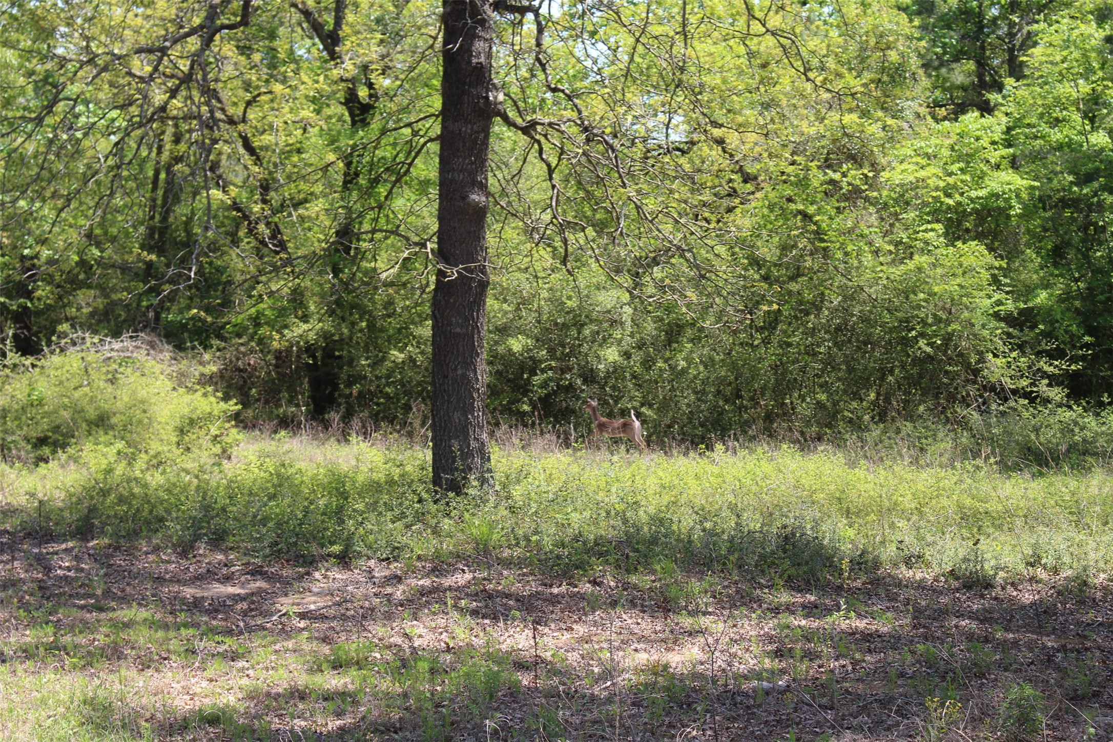 Tract 166 Private Road 1311 Property Photo 12