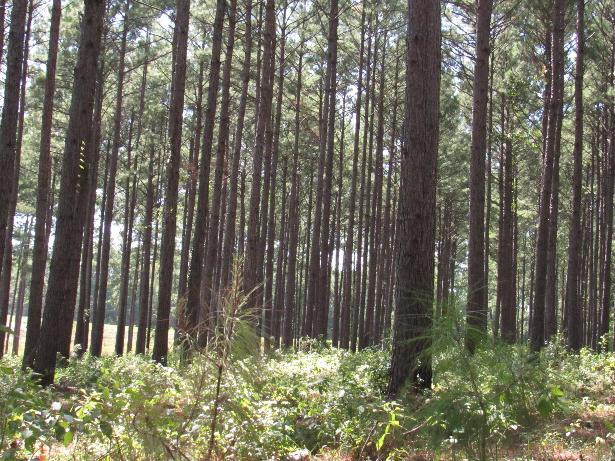 Tbd22 Fm 256 N Property Photo 3