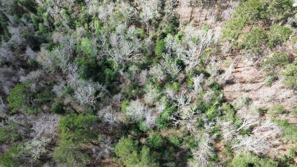 16.97ac Tr Cr 4081, Bon Wier Tx 75928 Property Photo 1
