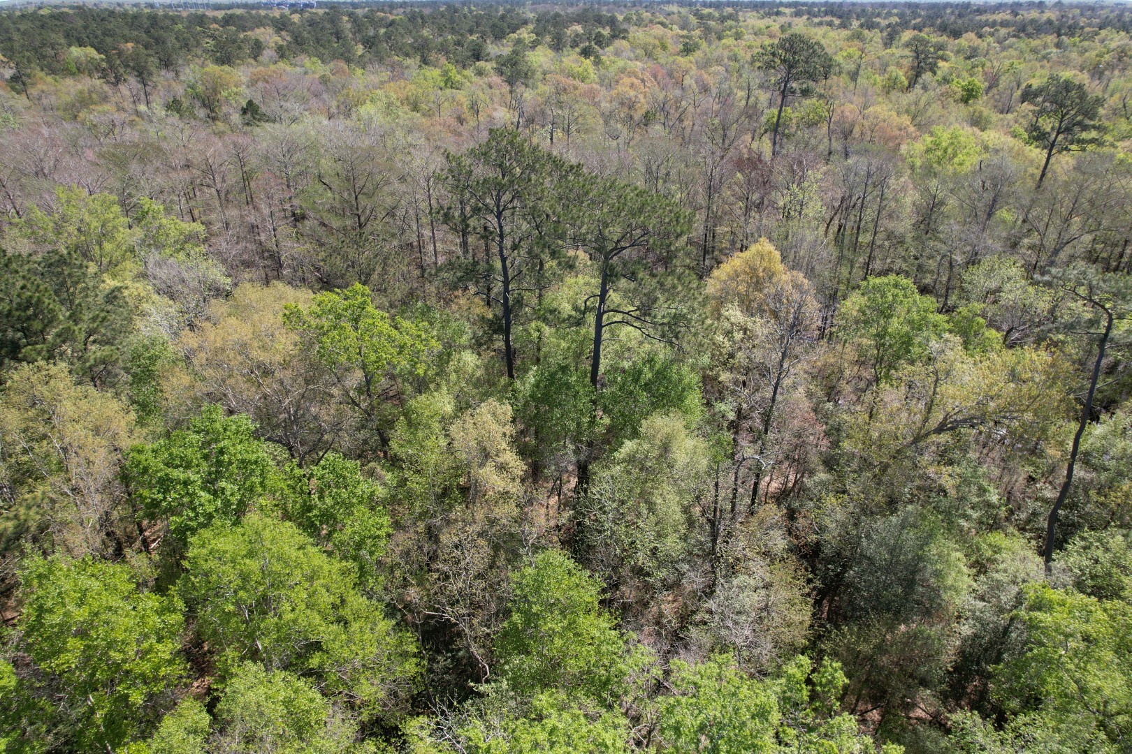 Tbd County Road 4219 Property Photo 8