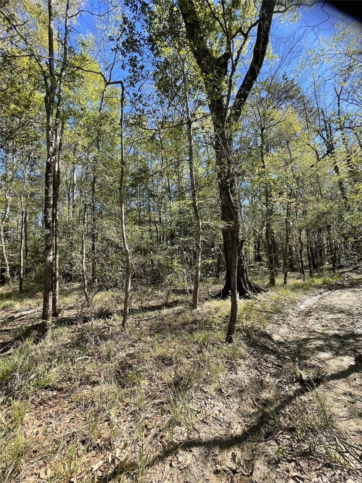 Tbd County Road 4219 Property Photo 11