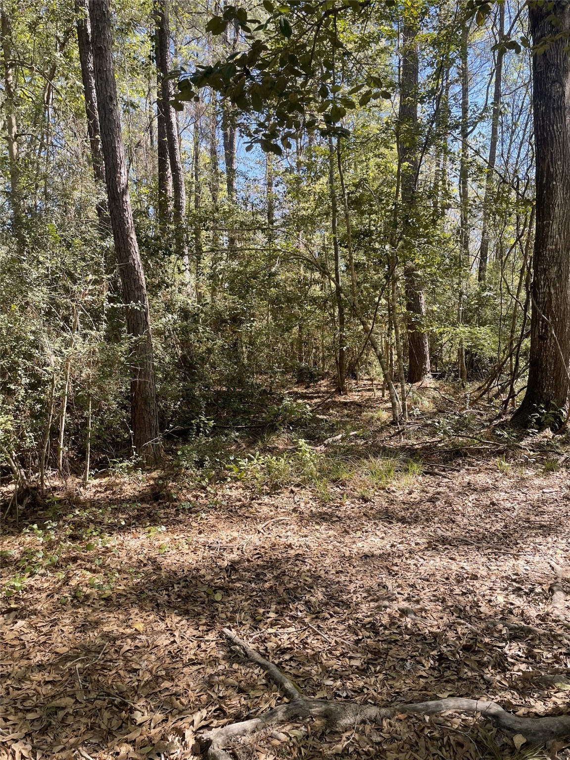 Tbd County Road 4219 Property Photo 12