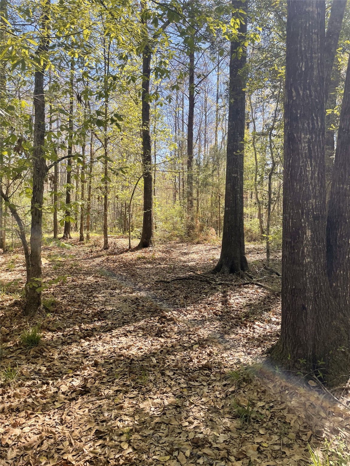 Tbd County Road 4219 Property Photo 14