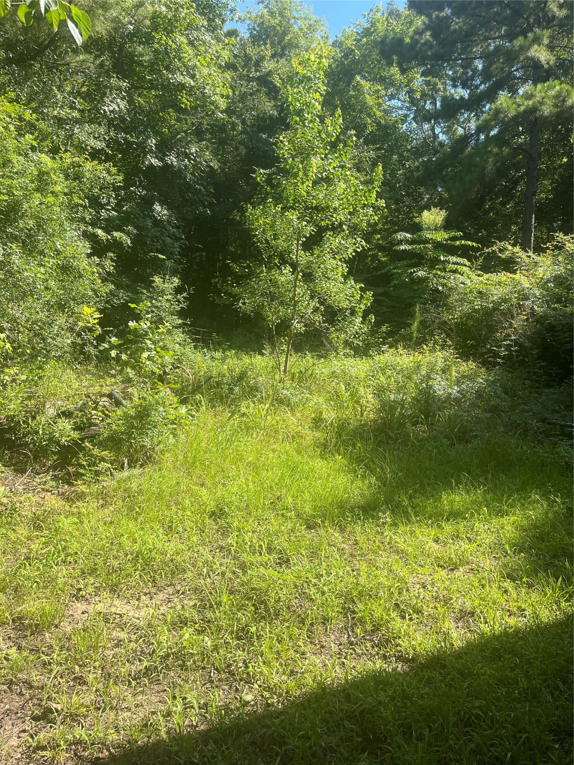 178 Pandora Property Photo 16