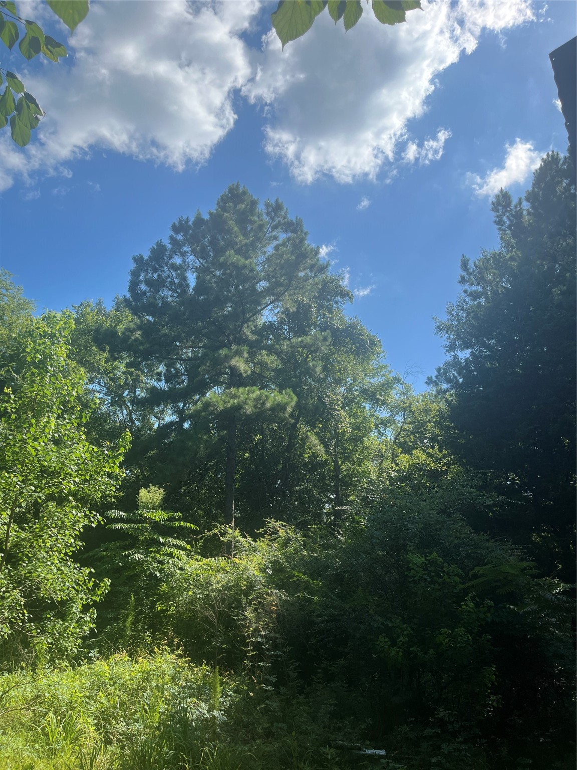 178 Pandora Property Photo 22