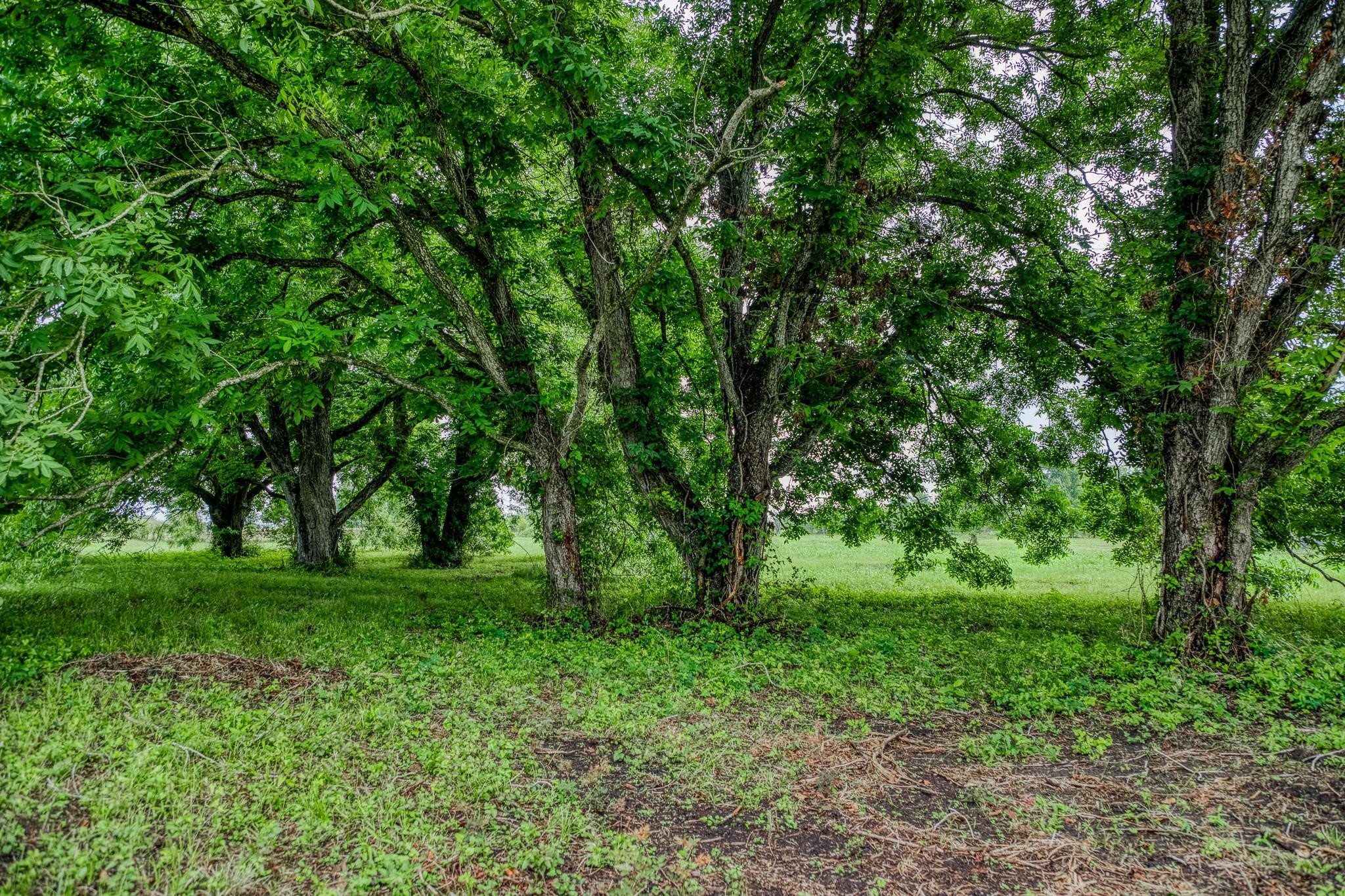 16401 Fm 1155 E Property Photo 20