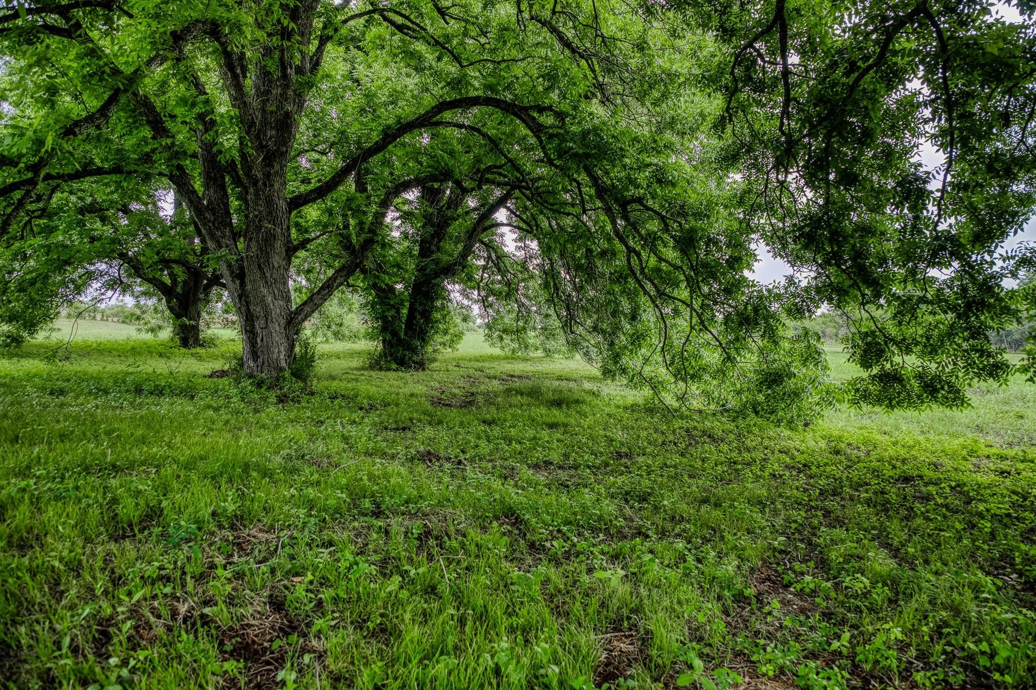 16401 Fm 1155 E Property Photo 21