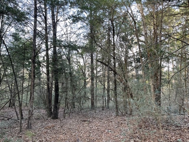 2764 County Road 278 Property Photo 18