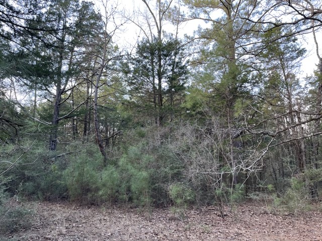 2764 County Road 278 Property Photo 28