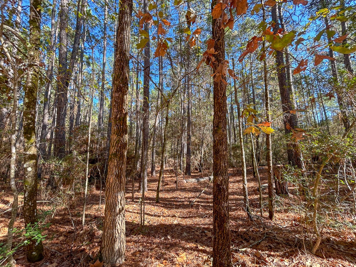 000 Forest Service Road 527 Property Photo 7