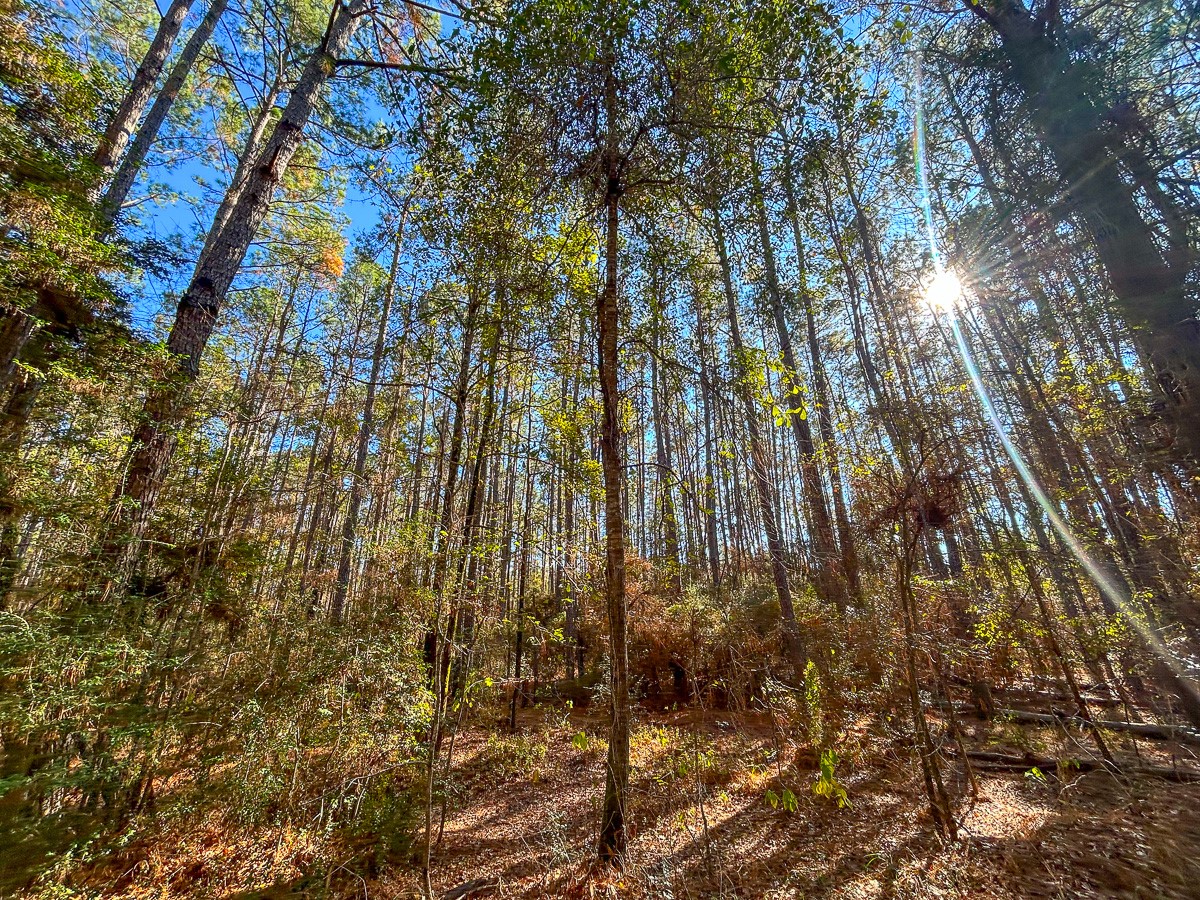 000 Forest Service Road 527 Property Photo 9
