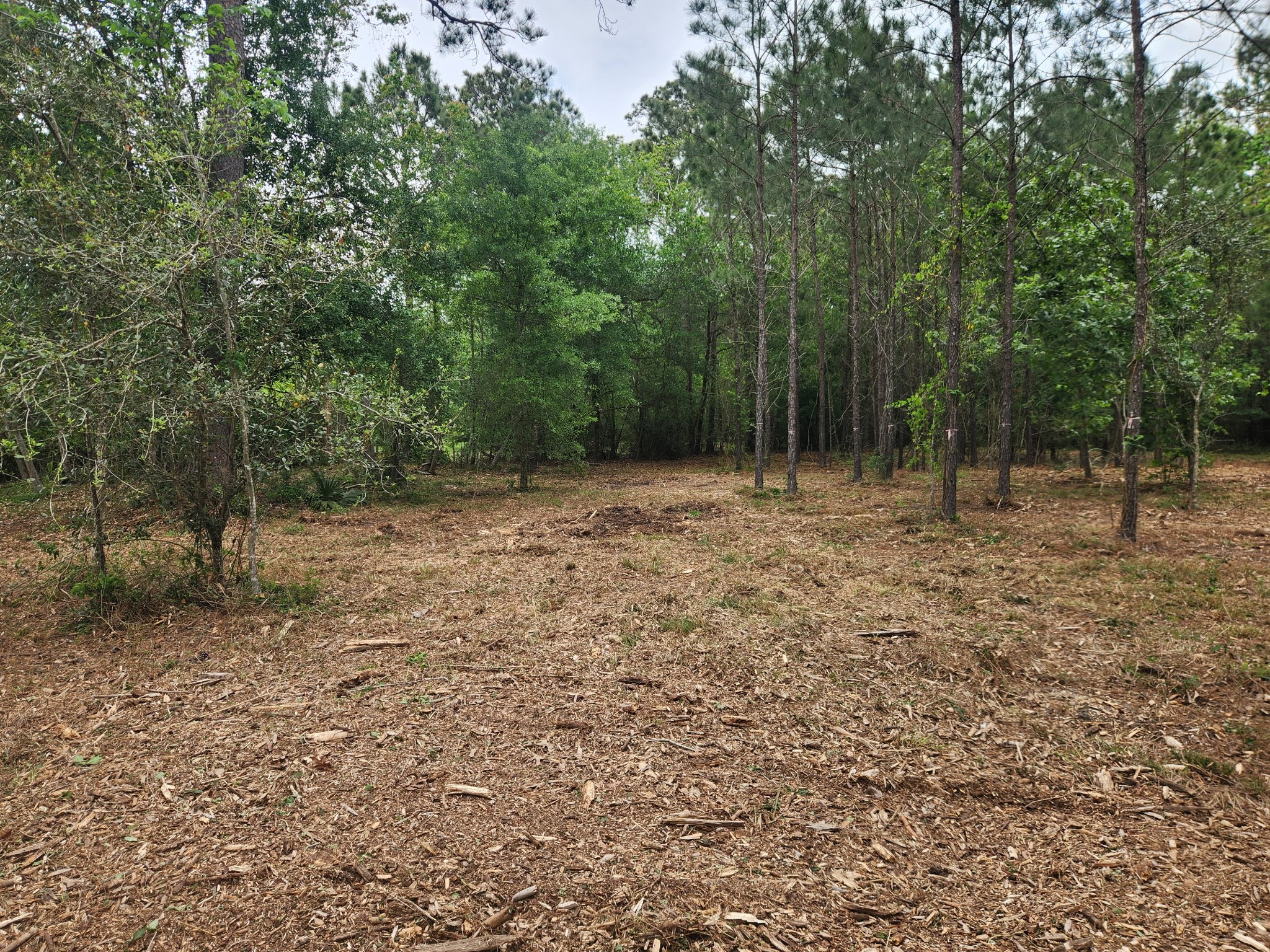 7203 Bayou Timbers Drive Property Photo 4