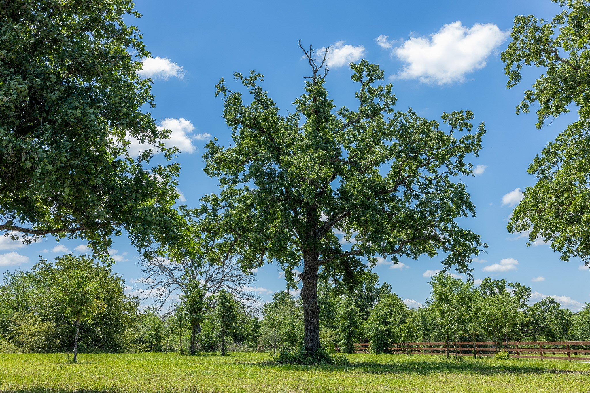 6724 Atakapan Trail Property Photo 4