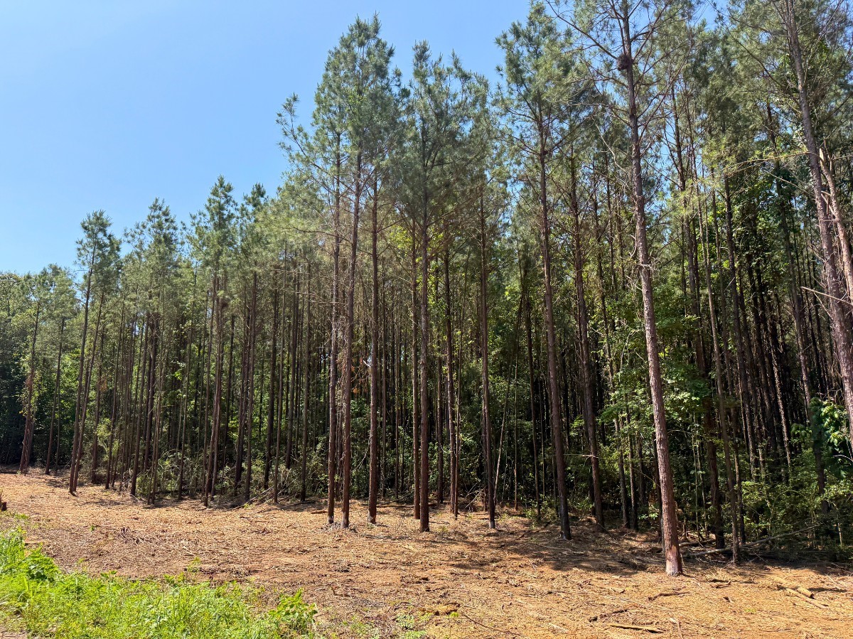 4 Camp Ruby Road Property Photo 6