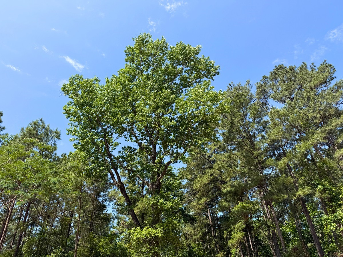 4 Camp Ruby Road Property Photo 9