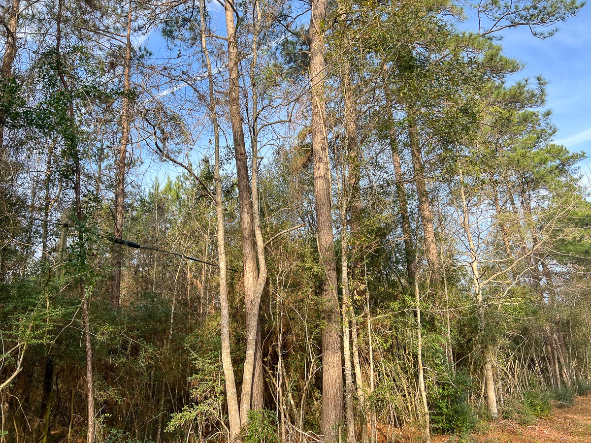 6 Tall Cotton Road Property Photo 3