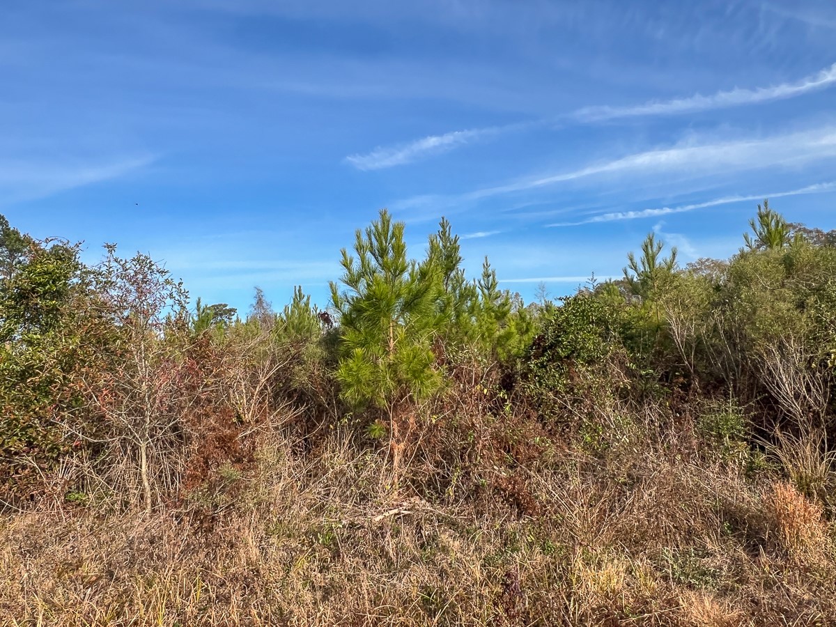 6 Tall Cotton Road Property Photo 7