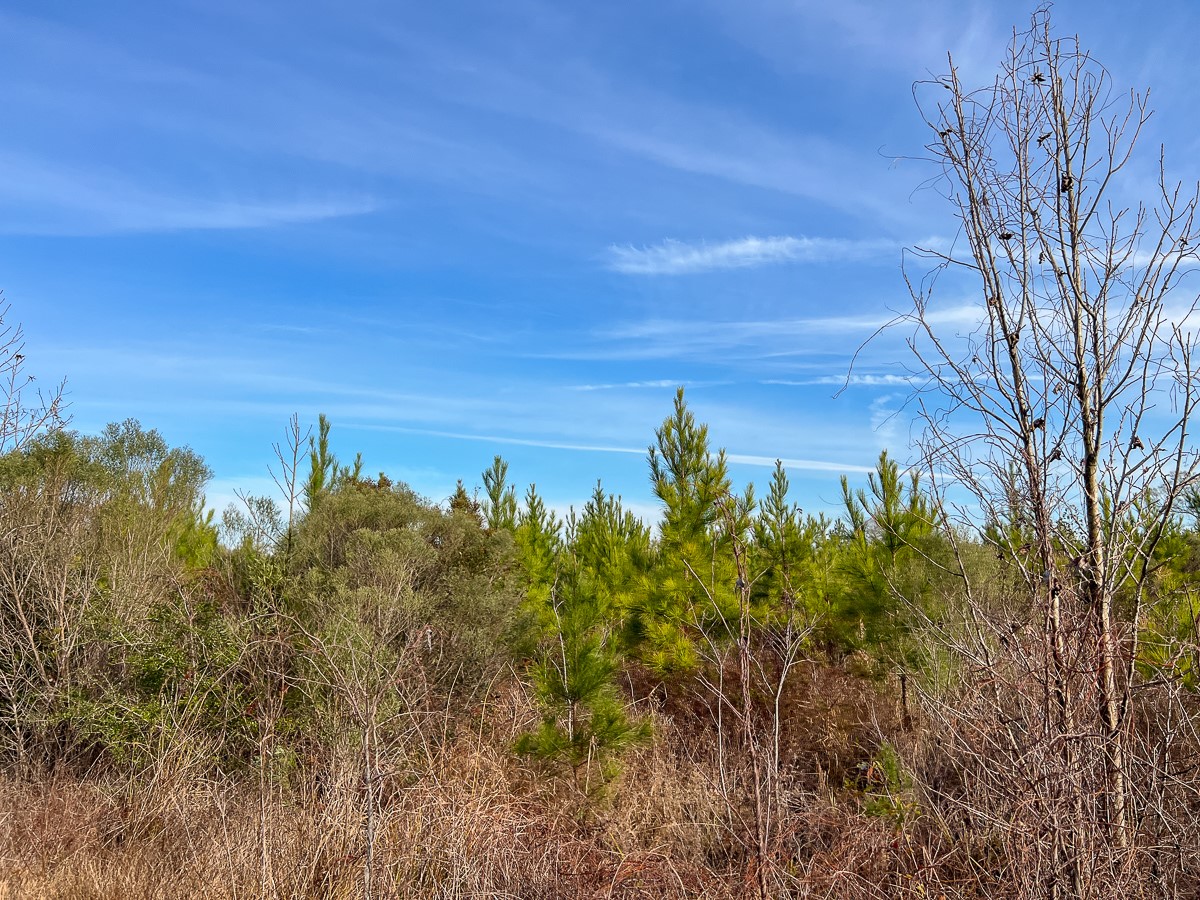 6 Tall Cotton Road Property Photo 12