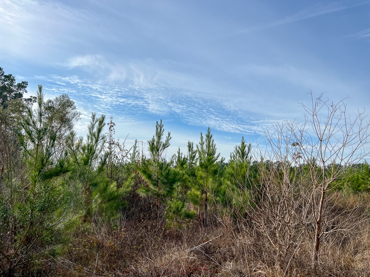 6 Tall Cotton Road Property Photo 18