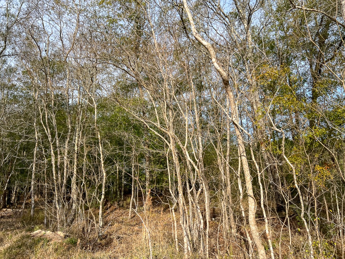 6 Tall Cotton Road Property Photo 20