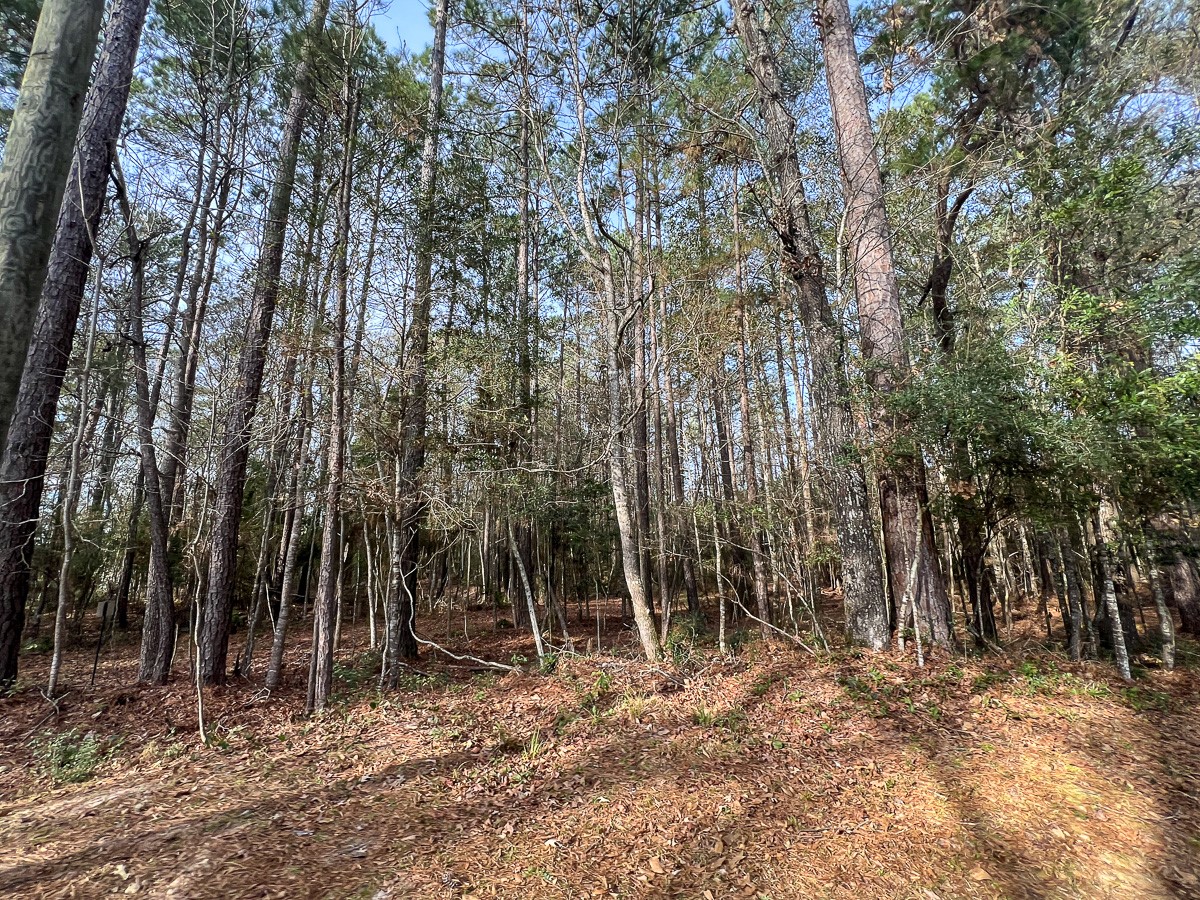 6 Tall Cotton Road Property Photo 27