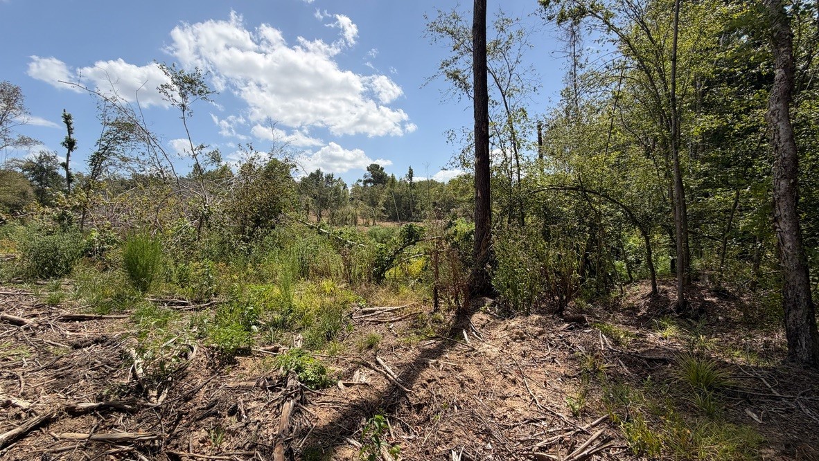 Tbd #13 County Road 475a Property Photo 14