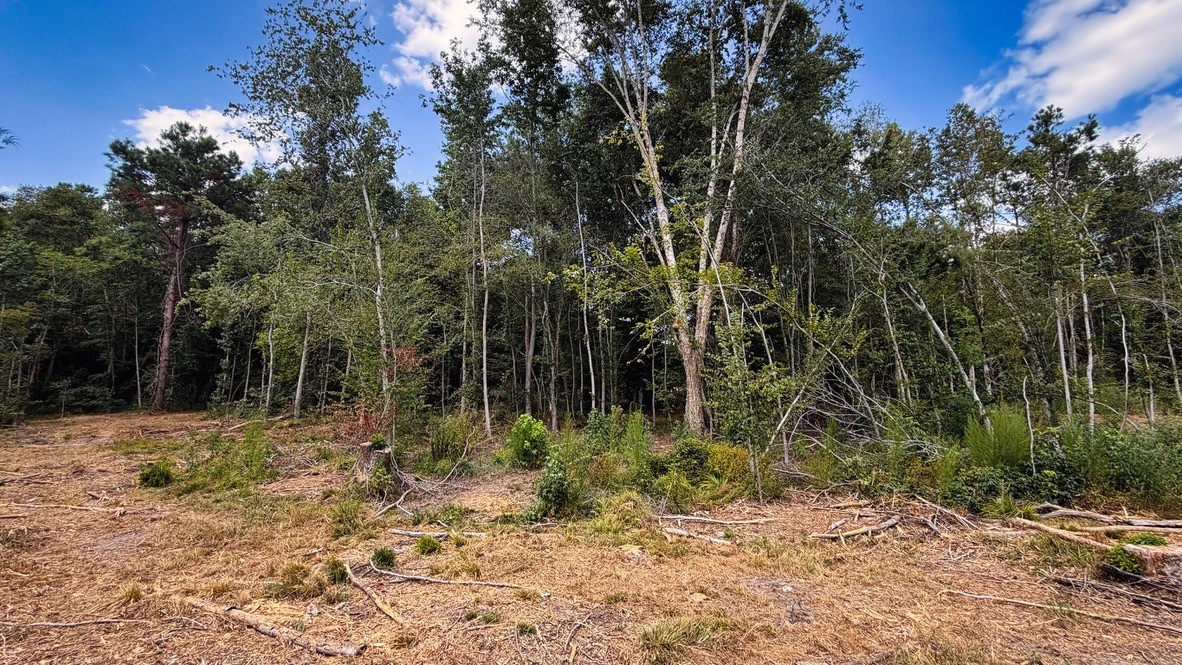 Tbd #13 County Road 475a Property Photo 19