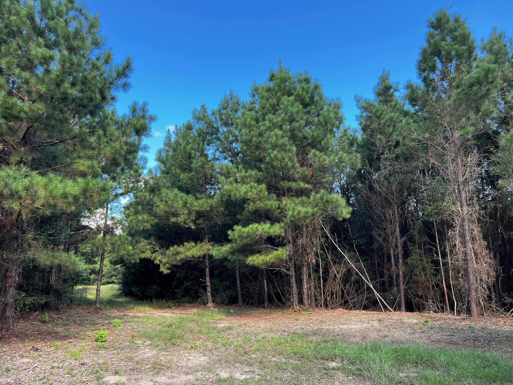 0 Eugene Walker Road Property Photo 2