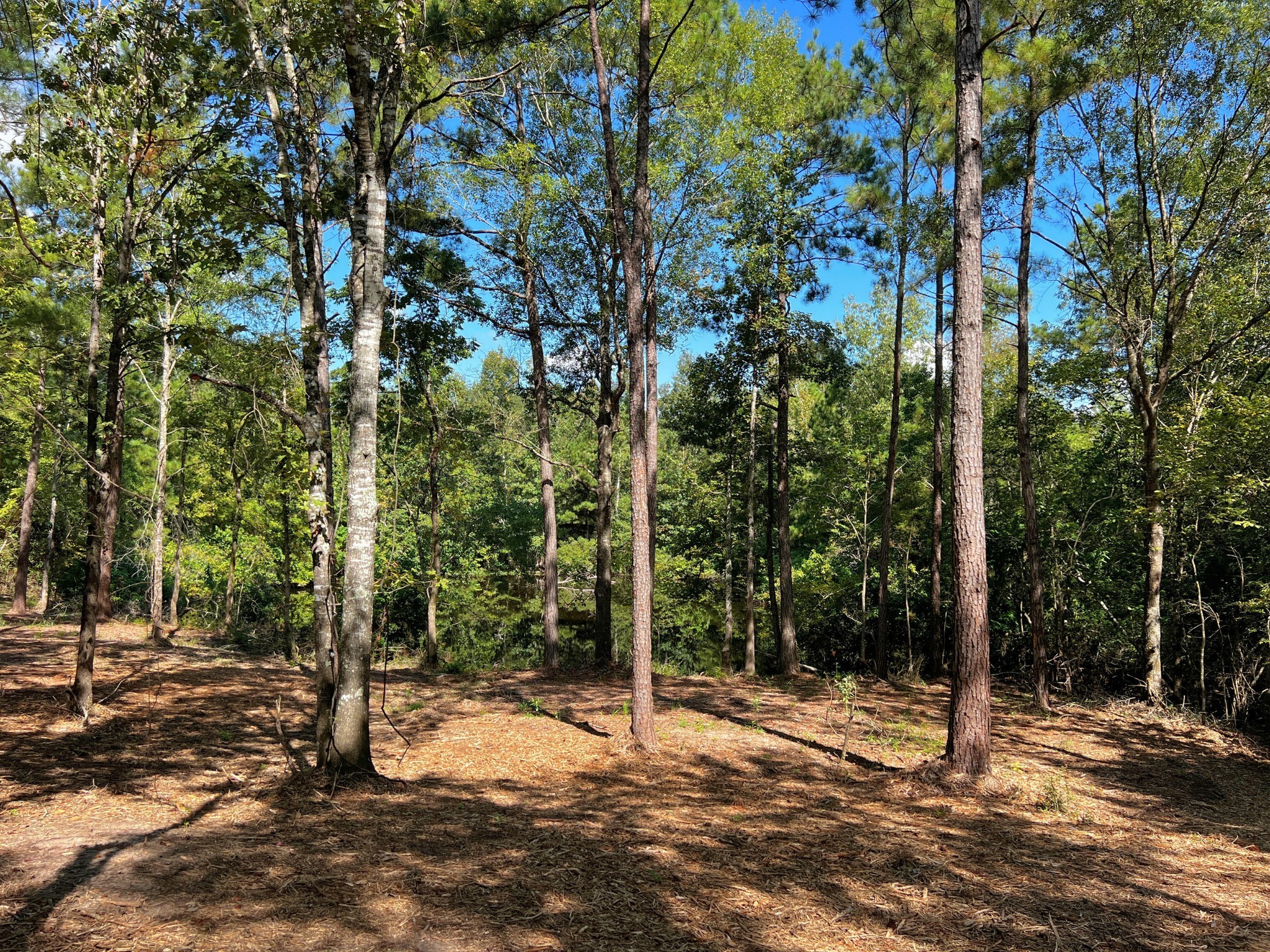 0 Eugene Walker Road Property Photo 4