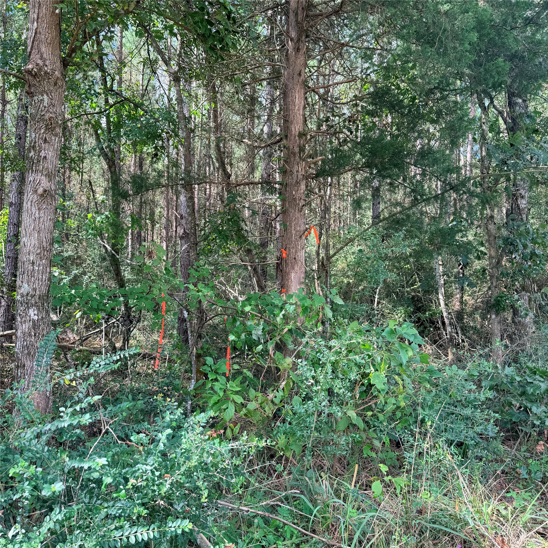 Tbd Fm 943 3 Acres Property Photo 2