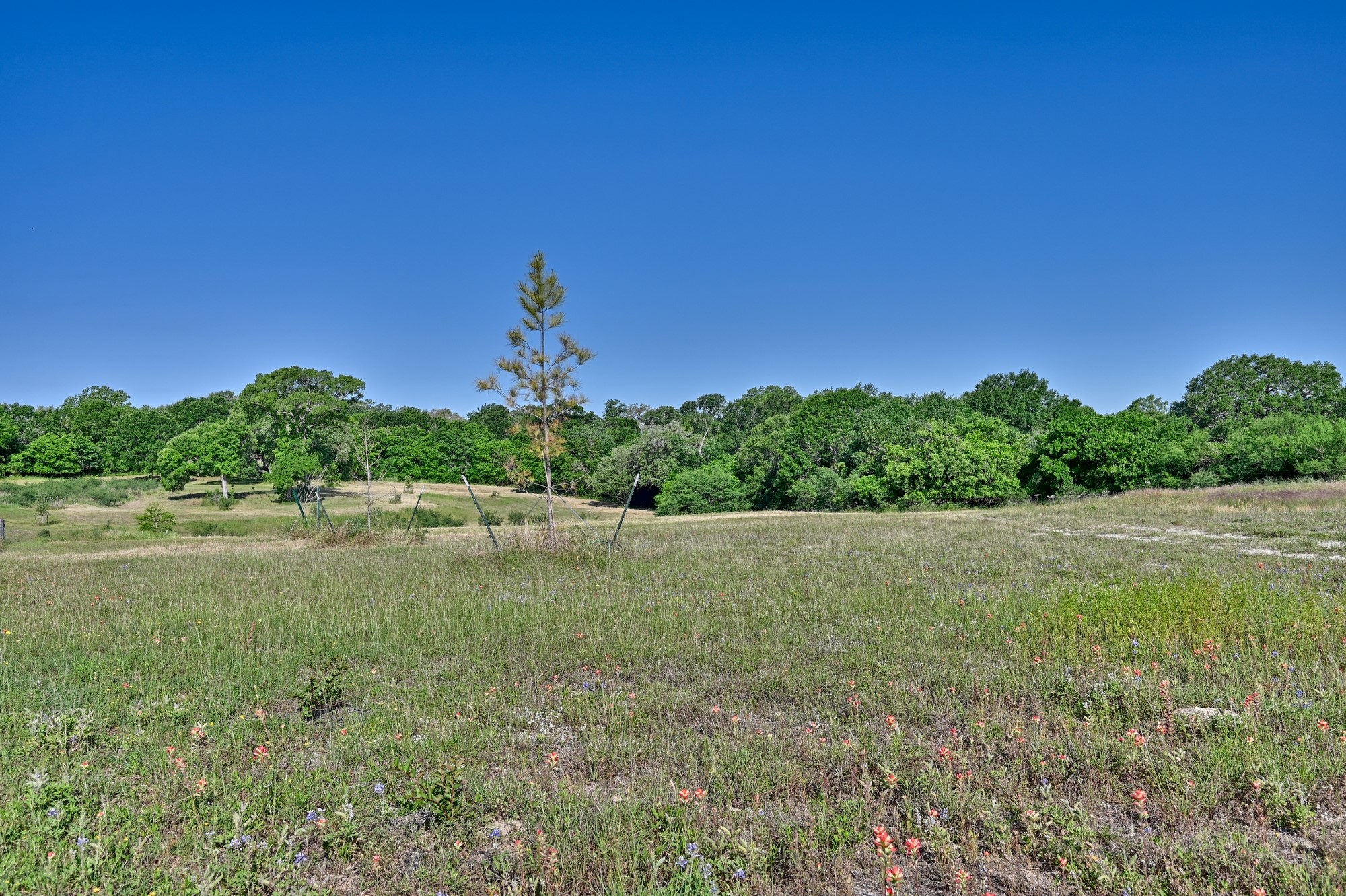 2917 Twisted Oak Drive Property Photo 9
