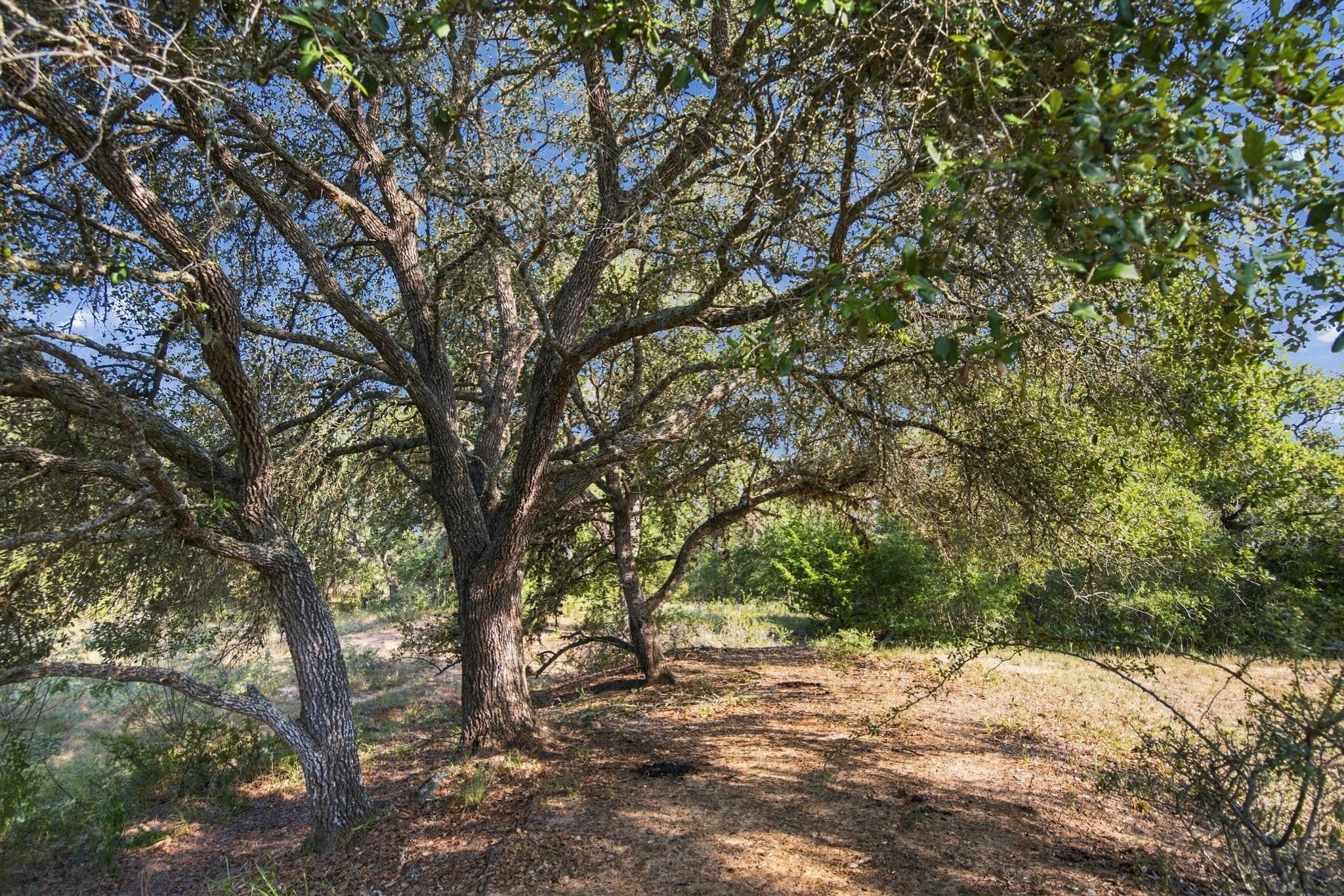 Tbd Cr 117/ Getty Texaco Rd Property Photo 15