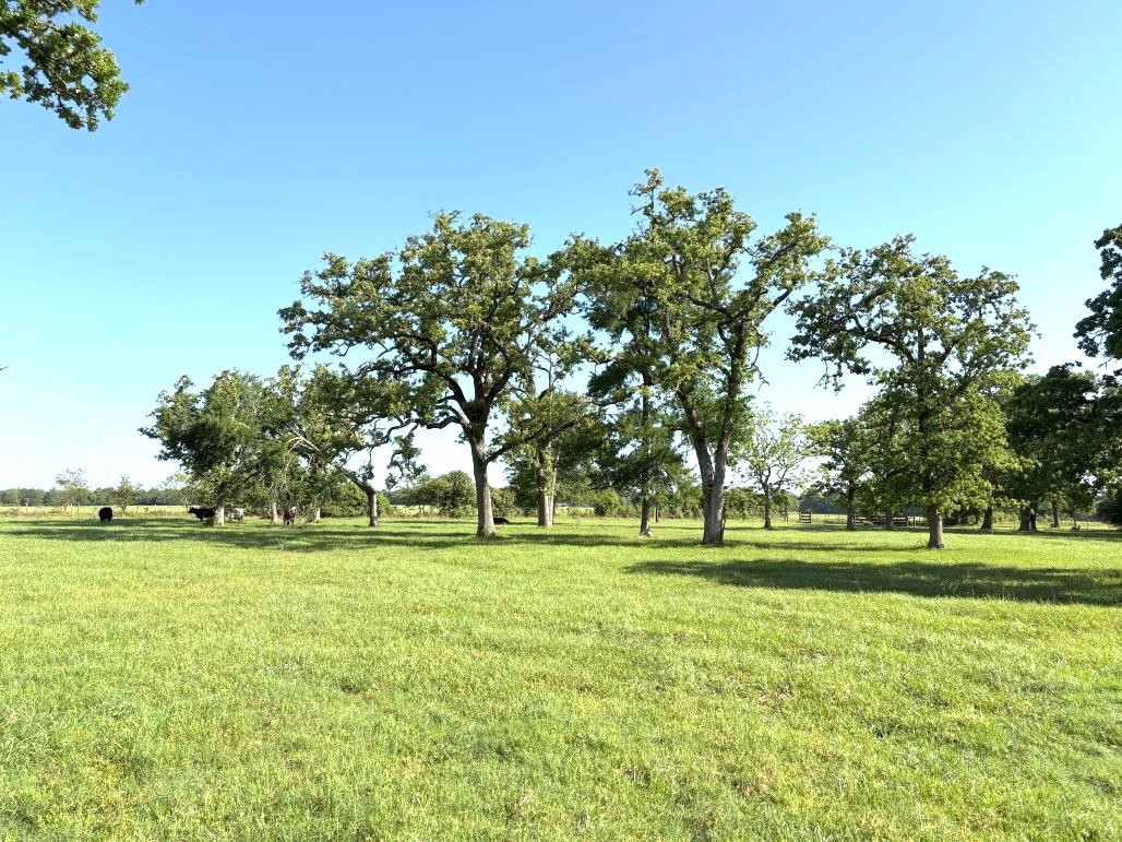 1228 County Road 348 Loop Property Photo 1