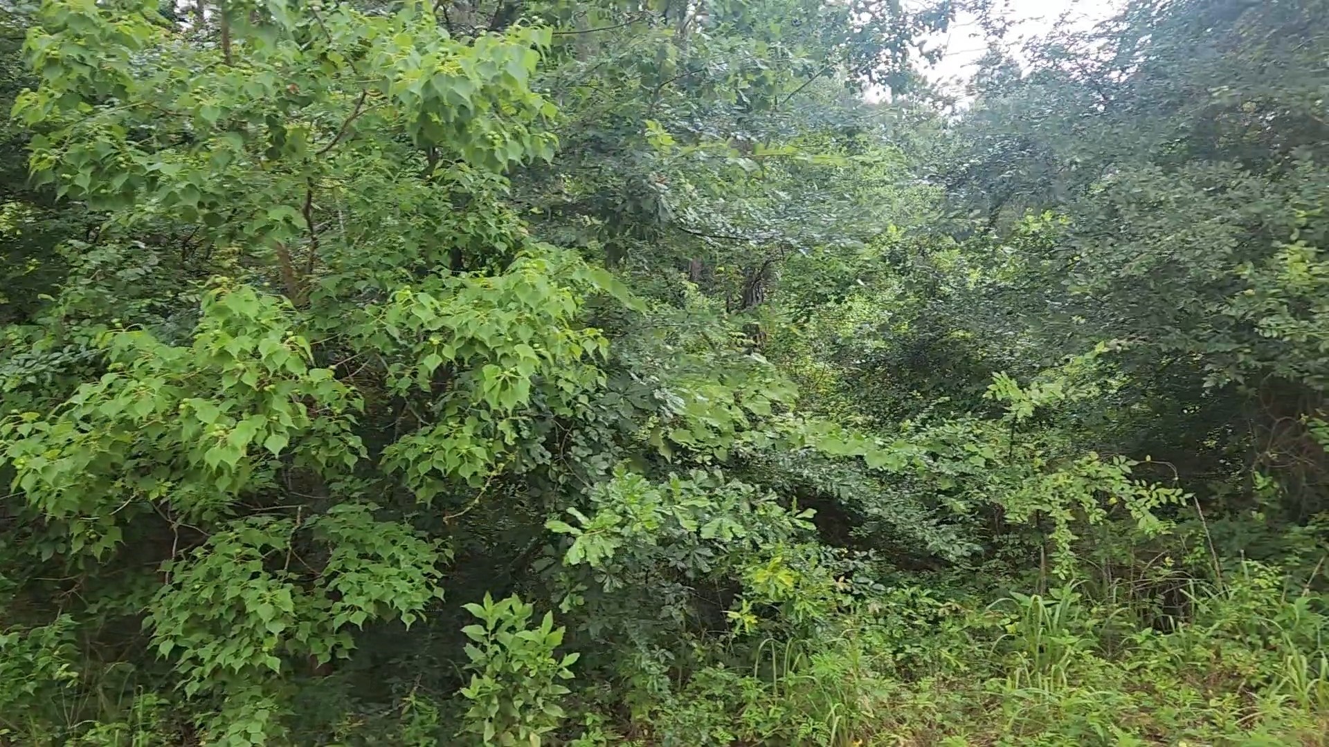 Lot 8 Walnut Tree Lane Property Photo 4