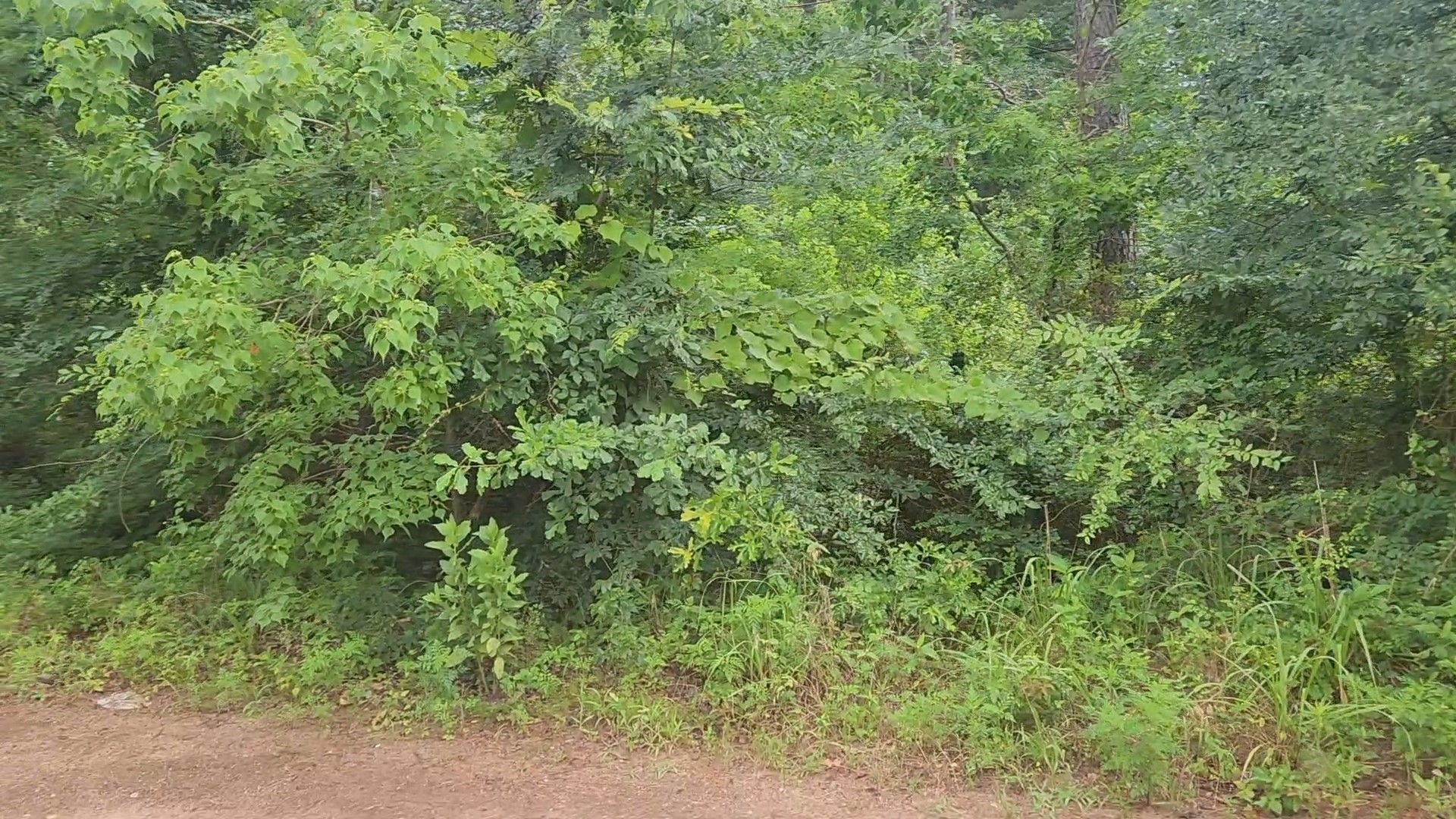 Lot 8 Walnut Tree Lane Property Photo 5