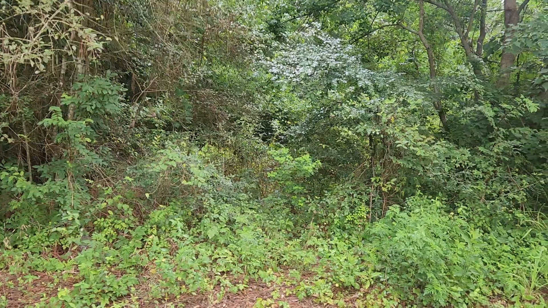 Lot 8 Walnut Tree Lane Property Photo 12