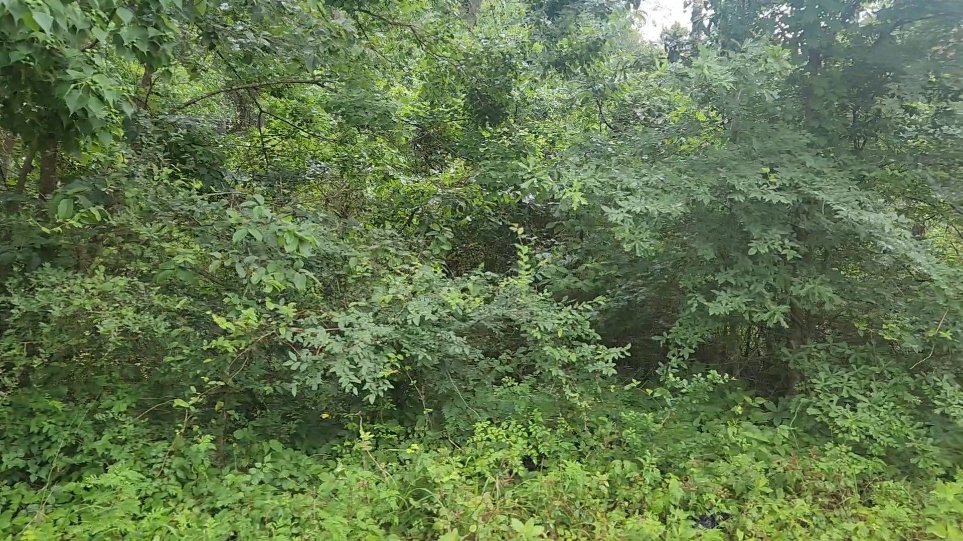Lot 8 Walnut Tree Lane Property Photo 15