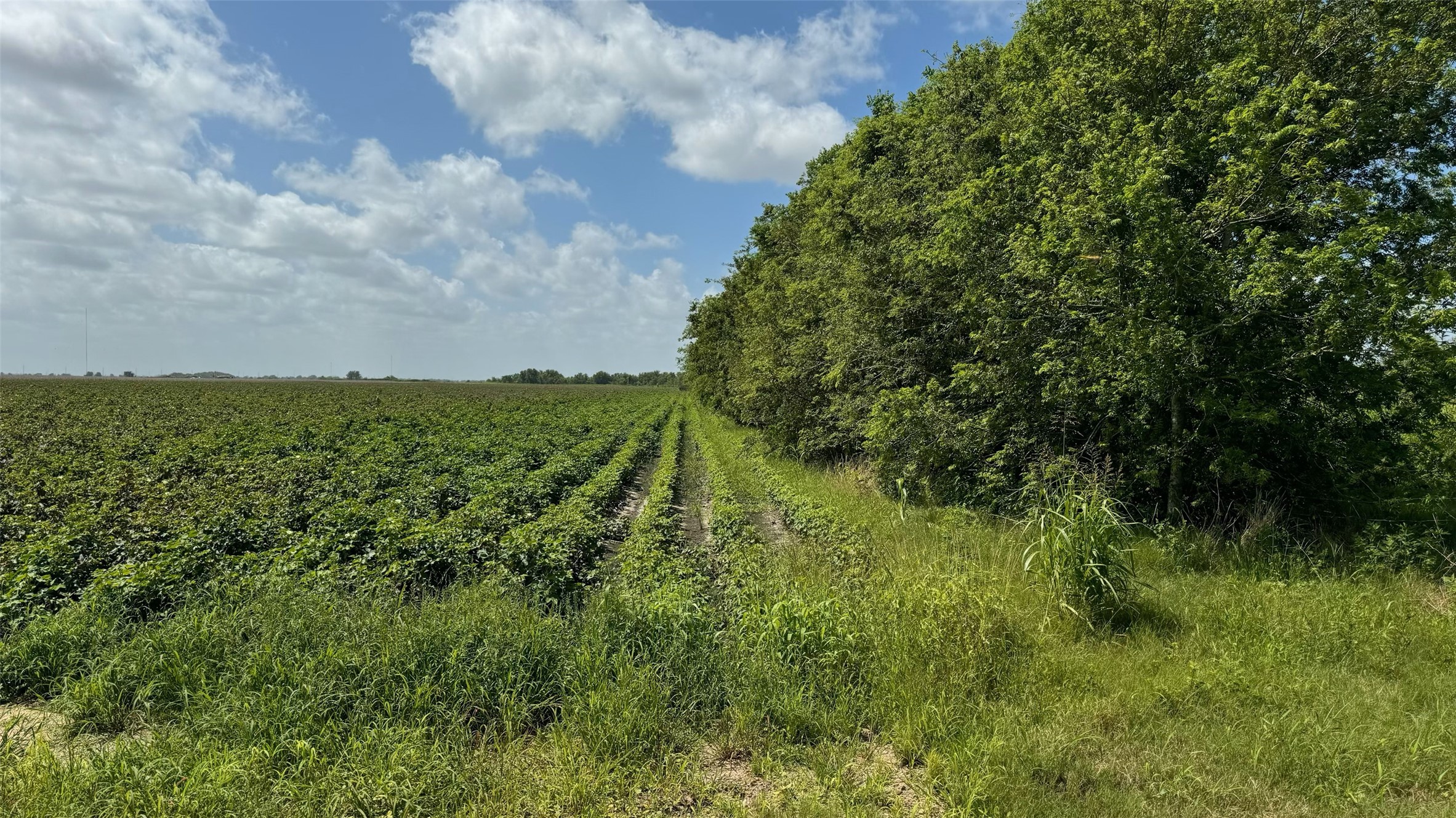 Tbd Lot 1 County Road 414 Property Photo 7