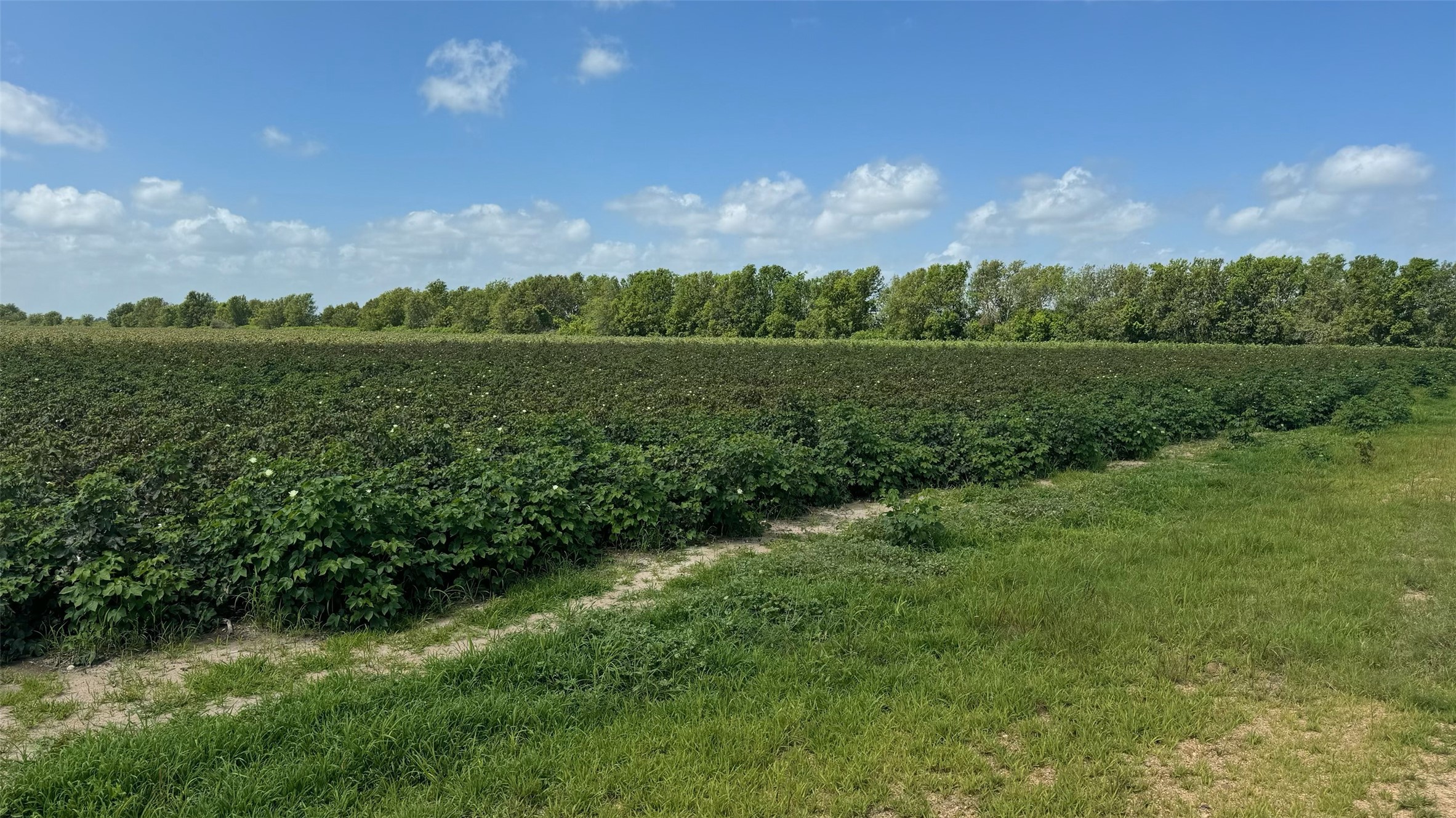 Tbd Lot 1 County Road 414 Property Photo 8